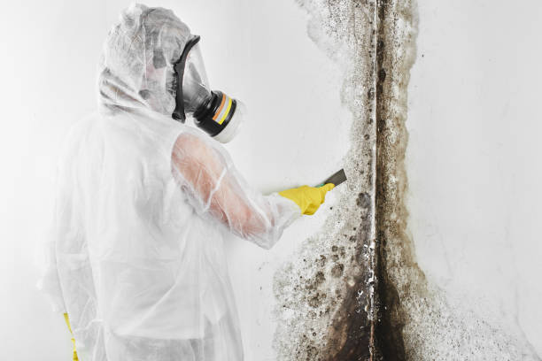 Best Professional Mold Removal  in Brandywine, MD