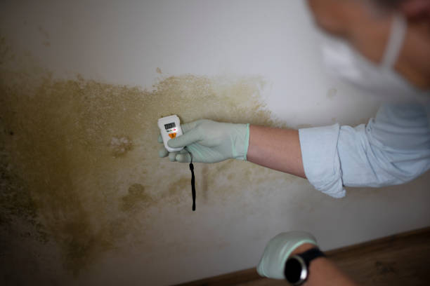 Best Mold Damage Repair  in Brandywine, MD