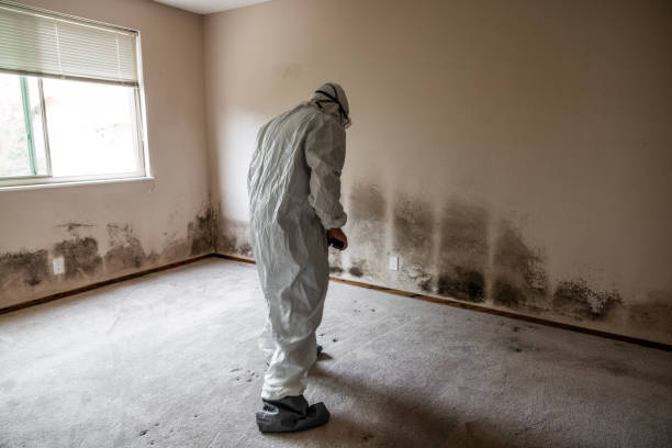 Certified Mold Removal in Brandywine, MD